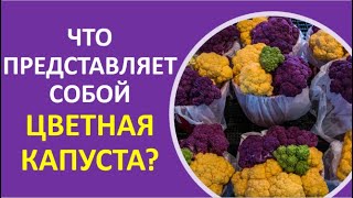 8. Что представляет собой цветная капуста?