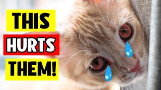 Stop Hurting Your Cat: 14 Mistakes Every Cat Owner Must Avoid!