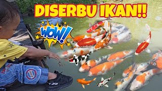 SERU BANGET!!! kasih makan ikan koi jinak WARNA-WARNI | bermain dengan ratusan koi jumbo