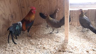 Laos Young Red Jungle Fowl [ Me Nyuam Ntsuag Lau Qaib Dib Qaib Qus