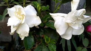 how to repot gandhraj || how to grow gardenia | गंधराज के पौधे को गमले मे कैसे लगाए #गंधराज#gardenia