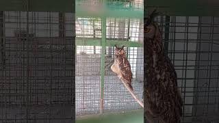 Nanital Zoo #viralshortvideo #viral #fpy #travel #owl #whatsappstatus #viral #owlsounds #religion