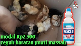 Cegah Haratan (mati massal) dengan semprot kandang menggunakan bayclin