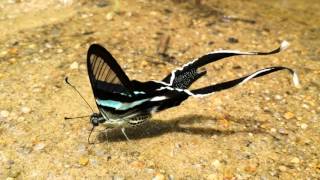 Green Dragontail puddling and peeing