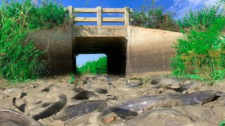 Amazing fishing! a lot of fish under old bridge, Catch fish by hand today