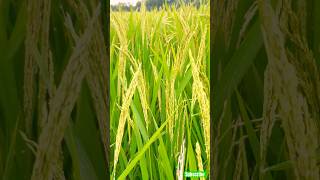 Rice farming #paddy #ricefarming #nature #virulshorts #mustwatch #virulshorts #mysore #tomandjerry