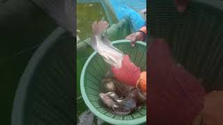 Tilapia fish sexing