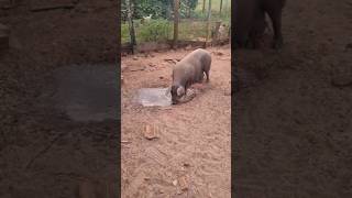 os porquinhos estão aumentando no recanto