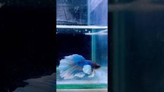 Fighter Fish | Betta Fish #bettafish #betta #fighterfish #aquarium #aquariumfish #fish #roys_home