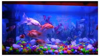 3rd video #aquriamfish #aqurium #fish #goldfish