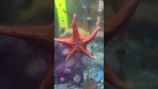 Starfish