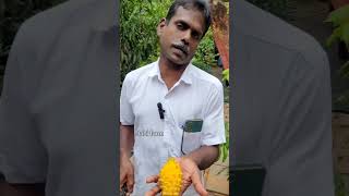 ഇവൻ കുഞ്ഞൻ ആണെങ്കിലും ആള് പുലിയാണ് #shorts #varietyDragonFruit #exoticfruits #fruitsplants #farming