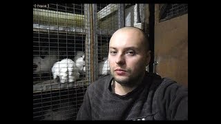 Причины поедания шерсти у кроликов. Видео №2