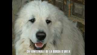 PYRENEAN MOUNTAIN DOG / GREAT PYRENEES - LA BORDA D'URTX