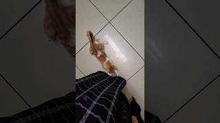 Huzoor pak ka Darood pak Sunna #viral #funnycatfight #catlover #cat