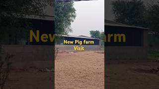 New Pig farm visit in Rajasthan । सूअर पालन के लिये नया शैड।#pigindustry #pig #nlm