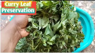 How To Preserve Curry Leaf In Africa