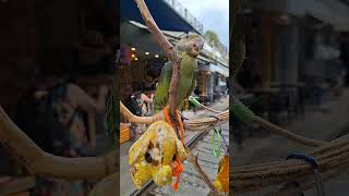 PARROTS  SINGING 🇹🇭 นกแก้วร้องเพลง #parrots #shorts #short