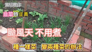 [實驗農作]05_1 颱風天 韭菜轉韭黃實驗設置 與操作原理