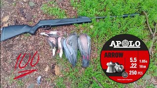 ARROW vs PALOMAS!🎯🕊️ CAZA, CONTROL y LINDOS TIROS! AVENTURA de CAZA.