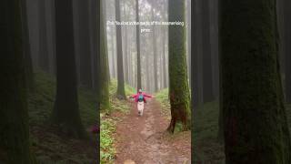 When you lost in the nature #shotrs #youtubeshorts #travelvideos #trendingshorts #viral2024 #pine