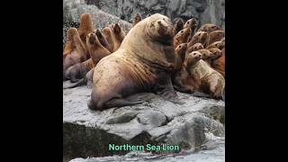 Northern Sea Lion hunt p2 #hunting #animals #cringe