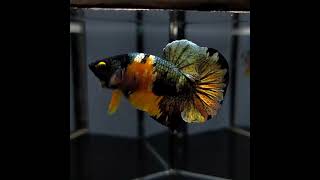 Betta Black yellow koi Cooper | #shorts
#betta fry food