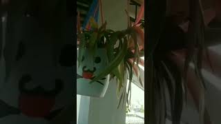 Rhoeo plant care  #viral #viralshort  #viralshorts #short  #shorts #shortvedio  #viralvideo