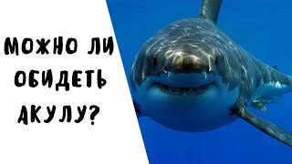 Может ли кто то обидеть акулу?