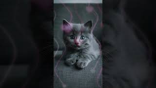 LittleKittenUX