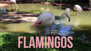 Flamingos - Árvore da vida - Parque das Aves, Foz do Iguaçu - PR