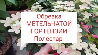 Обрезка Полестар 🌿2 марта 2024 г.