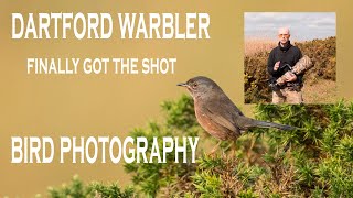 Dartford Warbler-Finally got the shot/small bird photography.