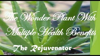 The Plant With Multiple Benefits - Aloe Vera | एलोवेरा - एक पौधा अनेक गुण | Tips And Recipes