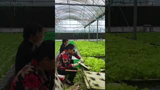 Auntie harvests lettuce by scooping fish. It’s the first time I’ve seen lettuce growing in water!