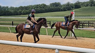 Lexington Moon and Matzoball Muhammet return to training, jogging on 8/3.