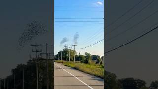 Bird Feeding Frenzy Tornado