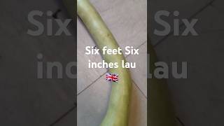 Six feet six inches bottle gourd harvest in uk garden.