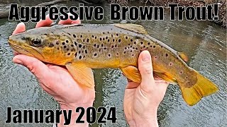 Indiana Stream Trout: Aggressive Brown Trout! 1/7/24