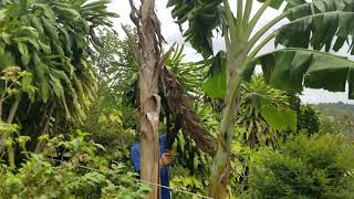 Harvest Plantain From a 12 Foot Tall Tree