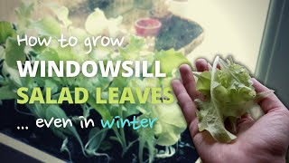 How to Grow Salad Leaves on Your Windowsill (even during the winter)