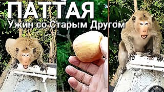 Обезьяна | Ужин со старым другом 😂 | Таиланд.