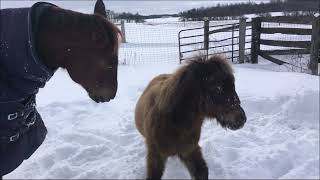 Roy and Thunder BFFs. (please read description)