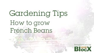 How to grow French Beans