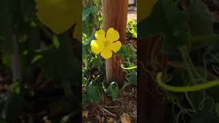 First Luffa Flower in the Garden!