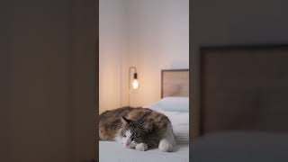 Cute Cat is Sleeping - Relaxing music 😻 || #earth #viral #trending