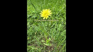 Desert chicory / false dandelion #foraging