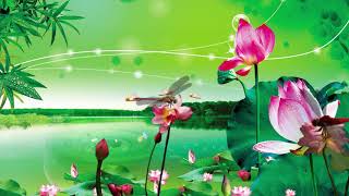 Colored Dragonfly lotus pond photography&video background