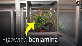 ROŚLINA ŻYWA POLECANA DO TERRARIUM KAMELEONA - FICUS BENJAMINA