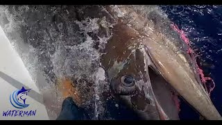 A Giant Kona Blue Marlin Attacks a Lure Behind the Benchmark | Waterman S04 EP2 |Visions of Granders